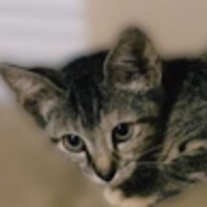 Meet your Posher, Vicky